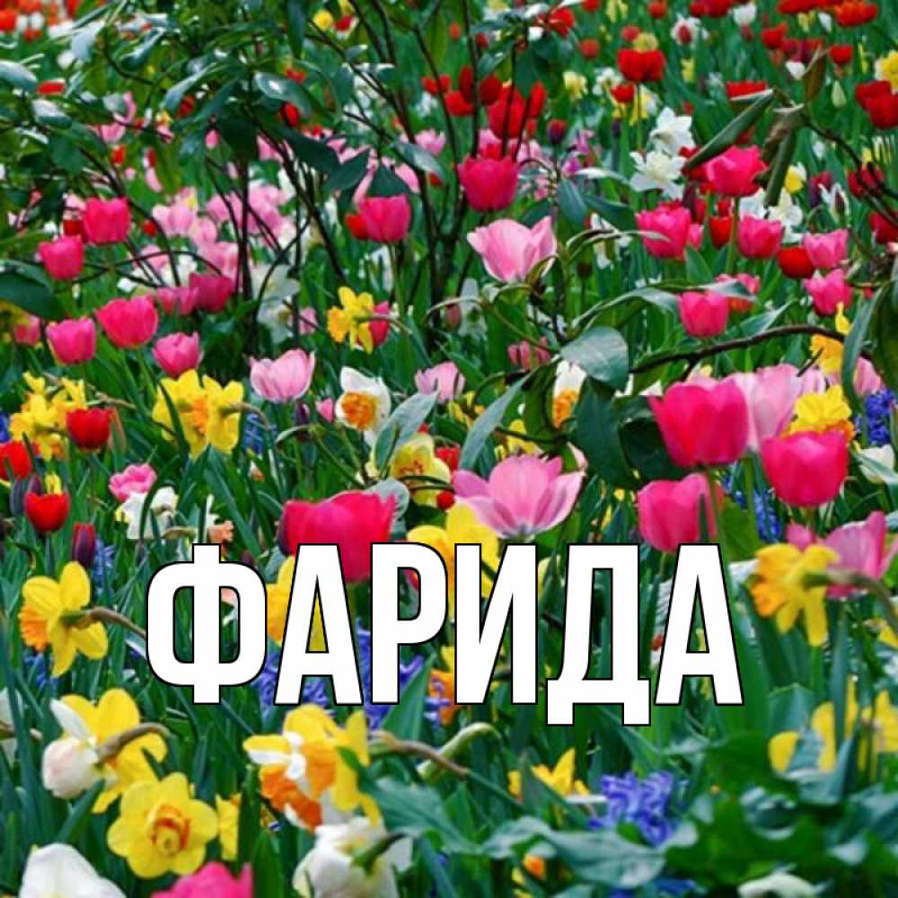 Открытка на каждый день с именем, Фарида Главная с международным женским днем поздравления для женщины Прикольная открытка с пожеланием онлайн скачать бесплатно 
