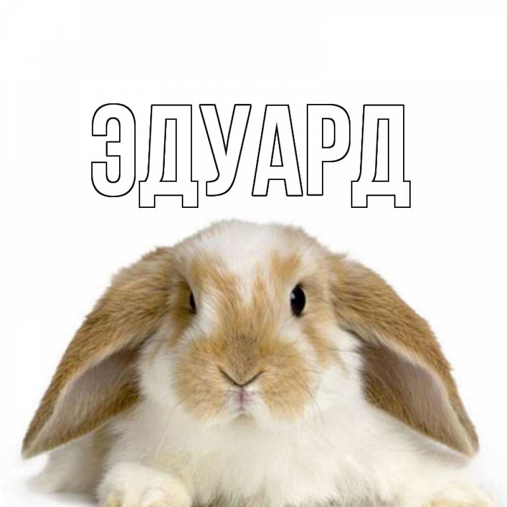 Открытка на каждый день с именем, Эдуард Главная с животными Прикольная открытка с пожеланием онлайн скачать бесплатно 