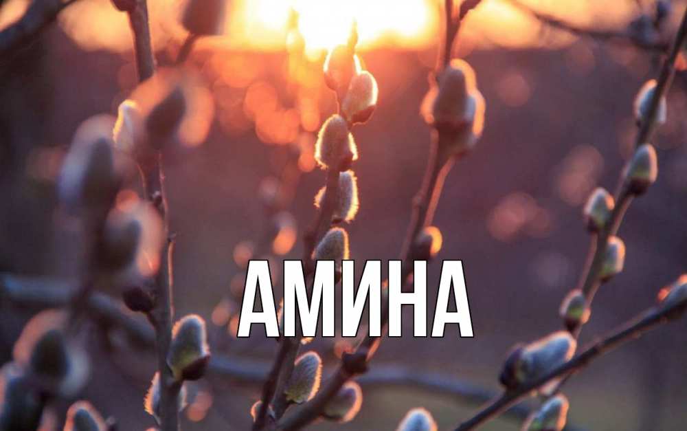 Открытка на каждый день с именем, Амина Главная верба Прикольная открытка с пожеланием онлайн скачать бесплатно 