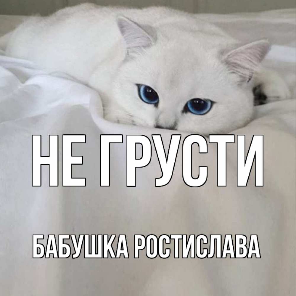 Открытка на каждый день с именем, Бабушка-Ростислава Не грусти белый кот с голубыми глазами на белоснежной кровати Прикольная открытка с пожеланием онлайн скачать бесплатно 