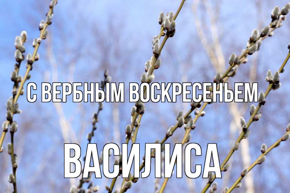 Открытка на каждый день с именем, Василиса С вербным воскресеньем верба Прикольная открытка с пожеланием онлайн скачать бесплатно 