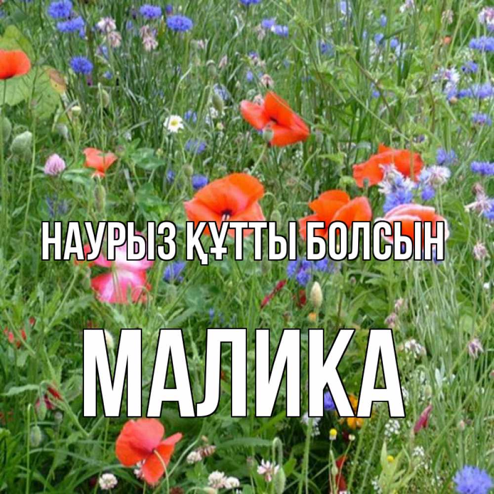 Открытка на каждый день с именем, Малика Наурыз құтты болсын наурыз  4 Прикольная открытка с пожеланием онлайн скачать бесплатно 