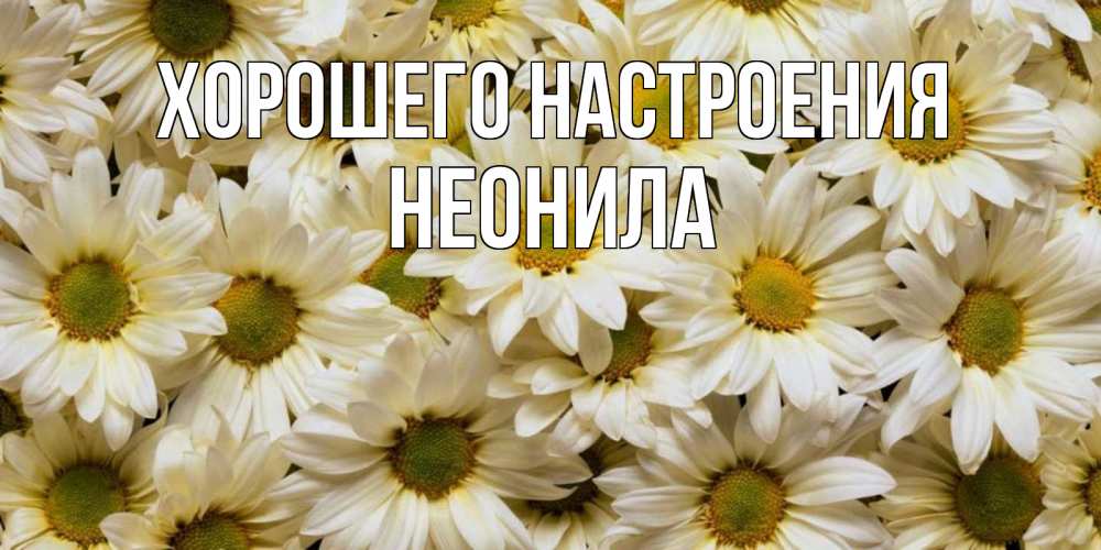Открытка на каждый день с именем, Неонила Хорошего настроения крупные ромашки Прикольная открытка с пожеланием онлайн скачать бесплатно 