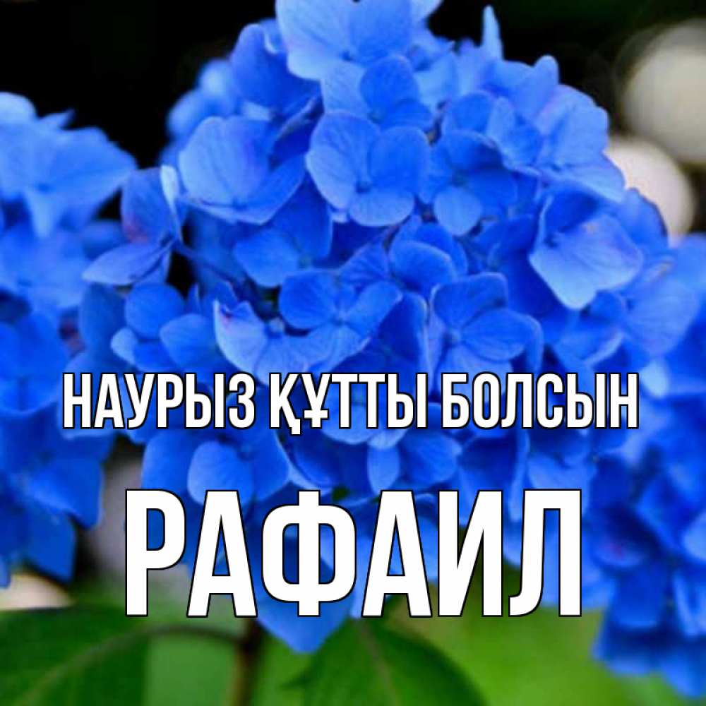 Открытка на каждый день с именем, Рафаил Наурыз құтты болсын синие цветы Прикольная открытка с пожеланием онлайн скачать бесплатно 