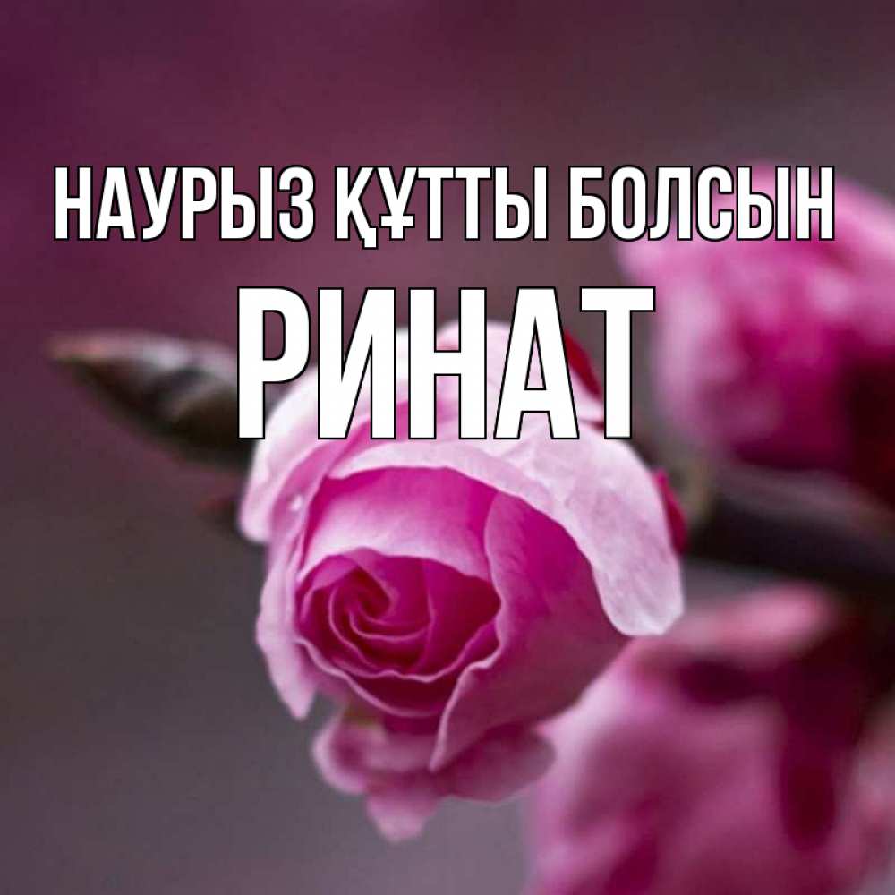 Открытка на каждый день с именем, Ринат Наурыз құтты болсын весна Прикольная открытка с пожеланием онлайн скачать бесплатно 