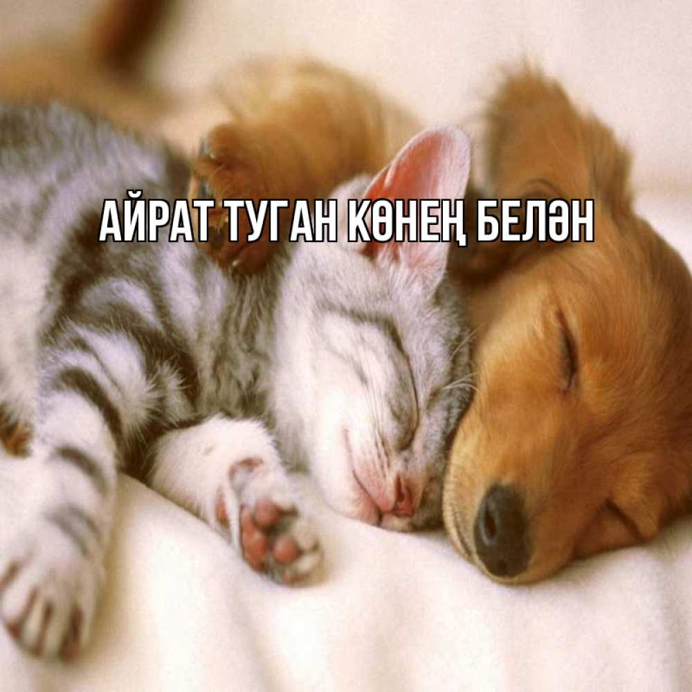 Открытка на каждый день с именем, Айрат-туган-көнең-белән Главная пес и котенок Прикольная открытка с пожеланием онлайн скачать бесплатно 