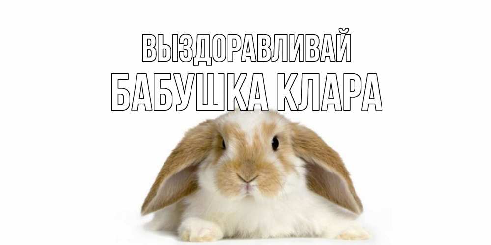 Открытка на каждый день с именем, Бабушка-Клара Выздоравливай вислоухий кролик белого и коричневого цвета Прикольная открытка с пожеланием онлайн скачать бесплатно 