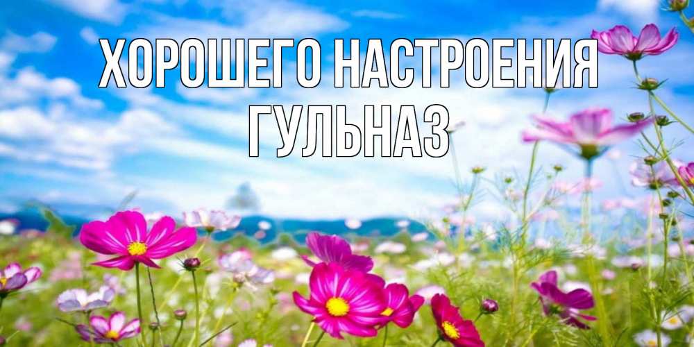 Открытка на каждый день с именем, Гульназ Хорошего настроения поле цветов Прикольная открытка с пожеланием онлайн скачать бесплатно 