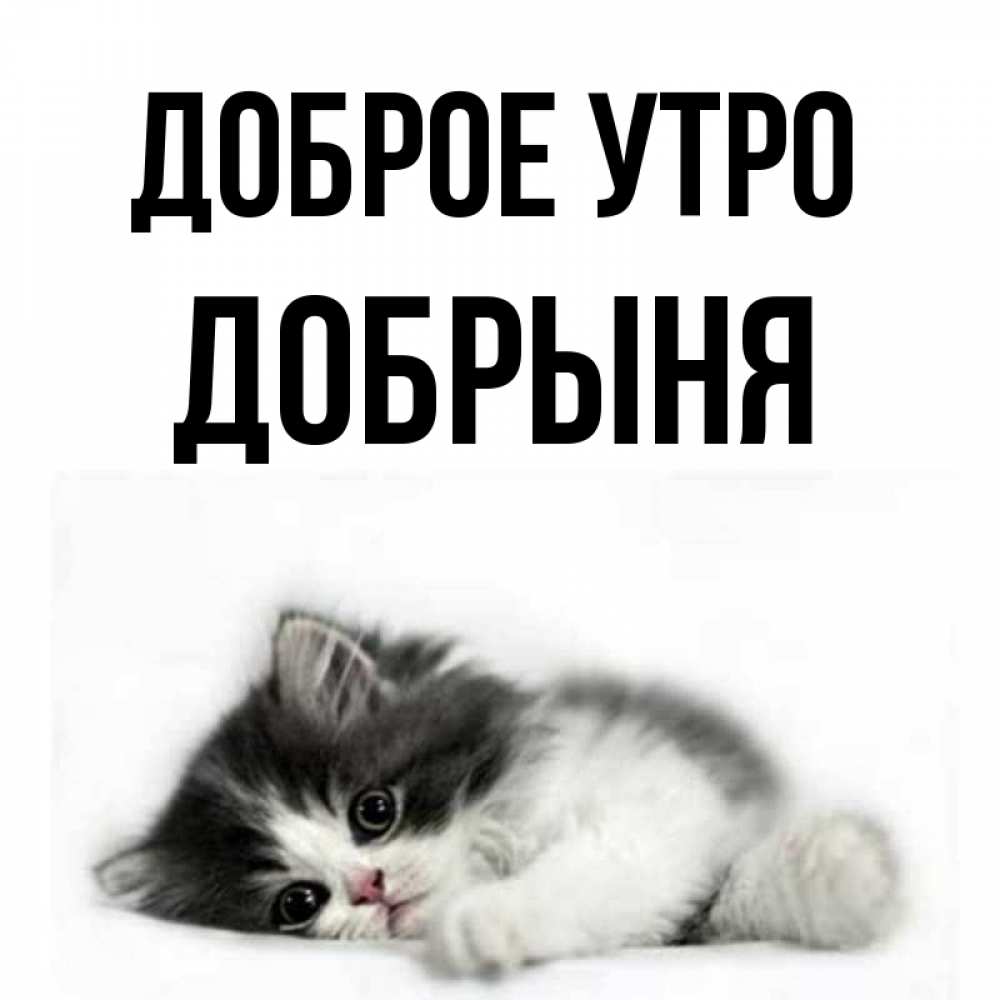 Открытка на каждый день с именем, Добрыня Доброе утро кот лапки Прикольная открытка с пожеланием онлайн скачать бесплатно 