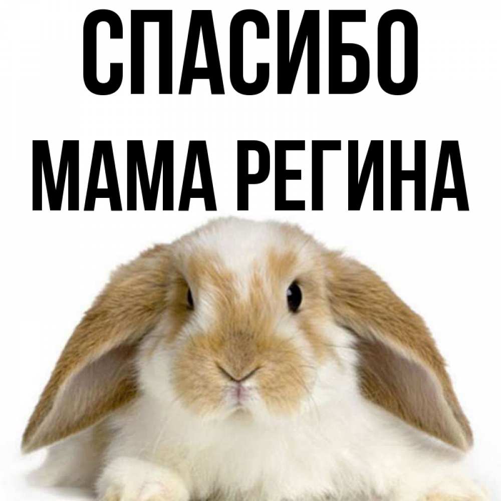 Открытка на каждый день с именем, Мама-Регина Спасибо коричнево белый заяц Прикольная открытка с пожеланием онлайн скачать бесплатно 