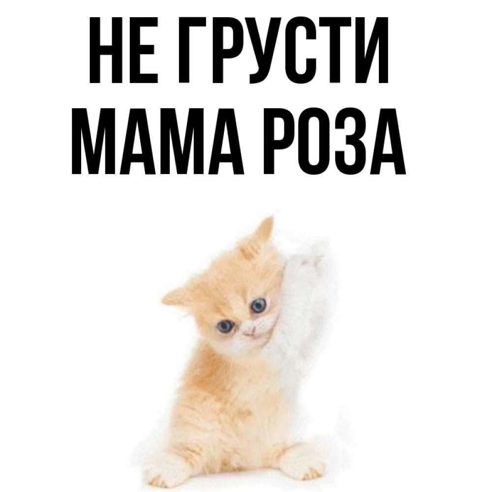 Открытка на каждый день с именем, Мама-Роза Не грусти просящий кот Прикольная открытка с пожеланием онлайн скачать бесплатно 