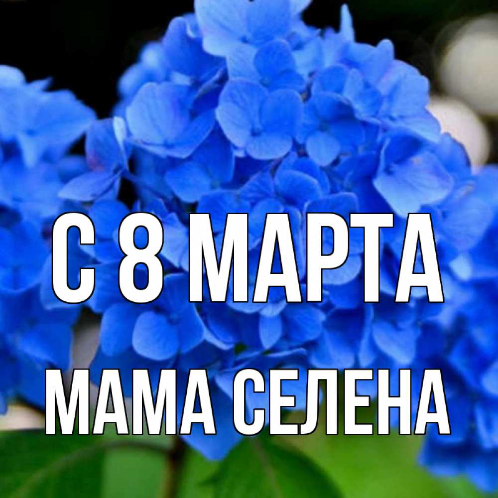 Открытка на каждый день с именем, Мама-Селена С 8 МАРТА синие цветы Прикольная открытка с пожеланием онлайн скачать бесплатно 