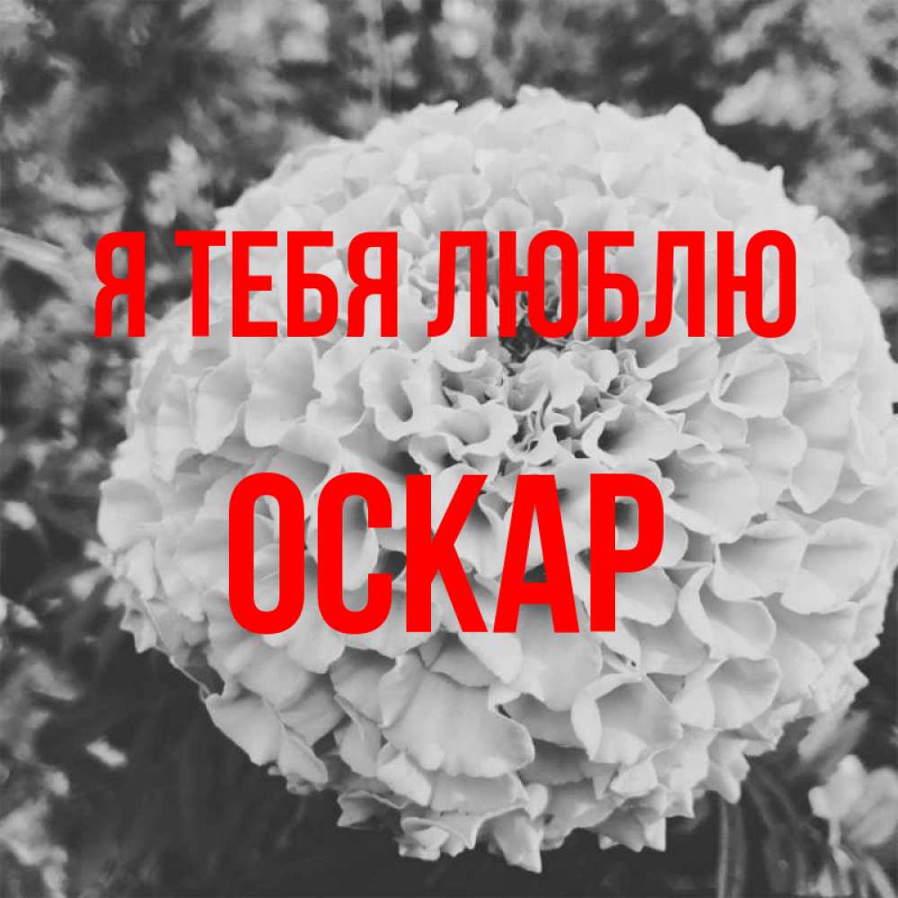 Открытка на каждый день с именем, Оскар Я тебя люблю подпись Прикольная открытка с пожеланием онлайн скачать бесплатно 