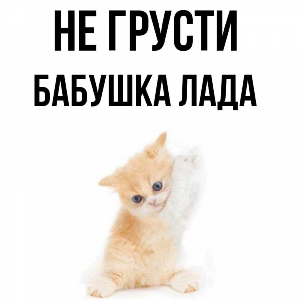 Открытка на каждый день с именем, Бабушка-Лада Не грусти просящий кот Прикольная открытка с пожеланием онлайн скачать бесплатно 