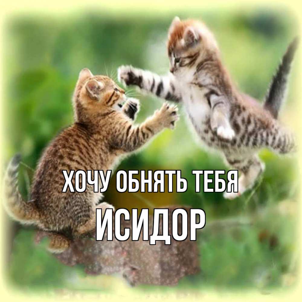 Открытка на каждый день с именем, Исидор Хочу обнять тебя игры котят Прикольная открытка с пожеланием онлайн скачать бесплатно 