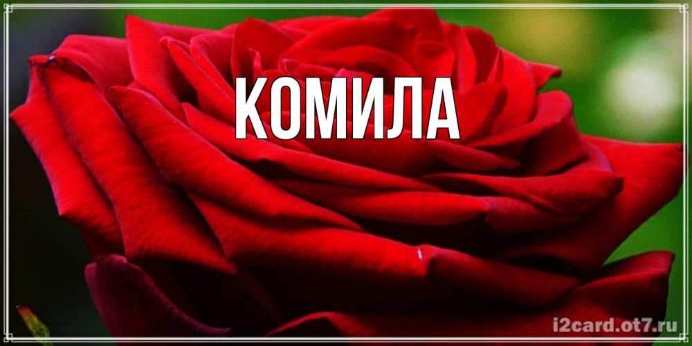 Открытка на каждый день с именем, Комила Главная розочка очень красивая Прикольная открытка с пожеланием онлайн скачать бесплатно 