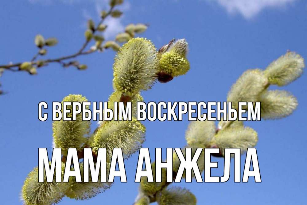 Открытка на каждый день с именем, Мама-Анжела С вербным воскресеньем верба Прикольная открытка с пожеланием онлайн скачать бесплатно 