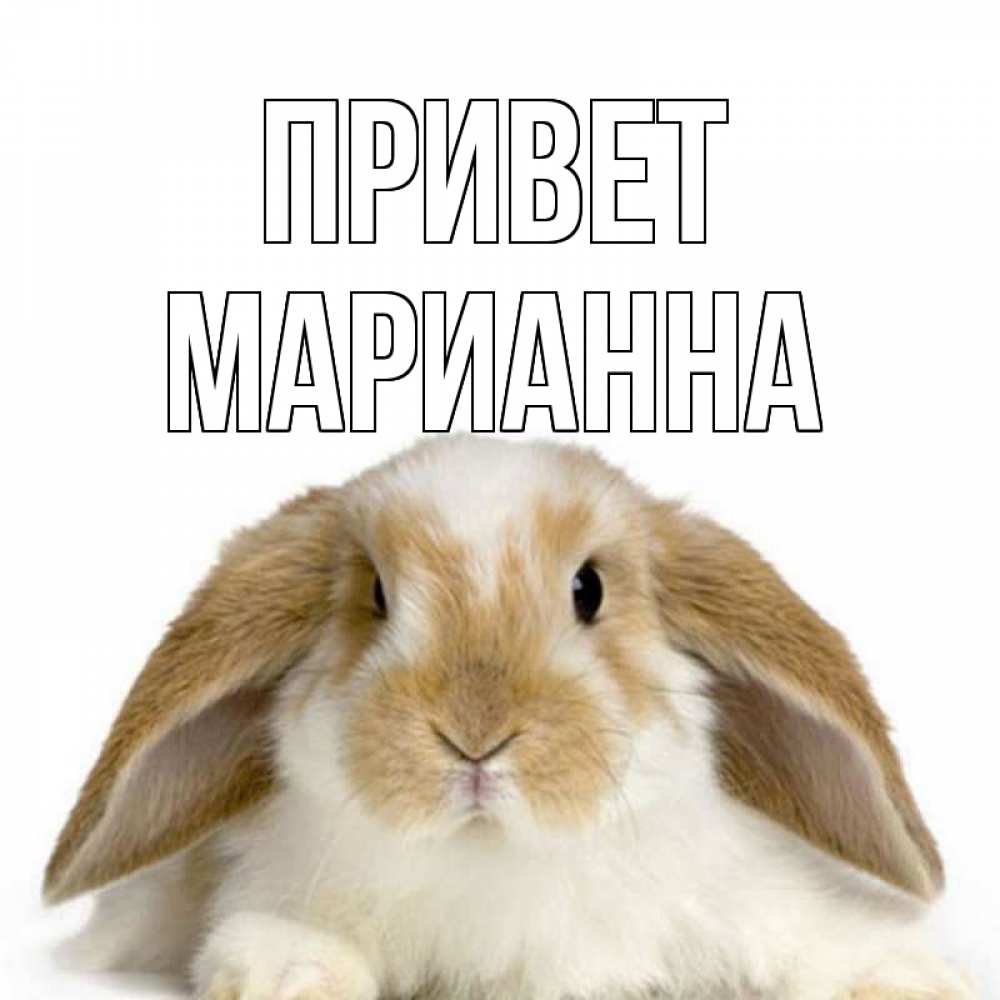 Открытка на каждый день с именем, Марианна Привет с животными Прикольная открытка с пожеланием онлайн скачать бесплатно 
