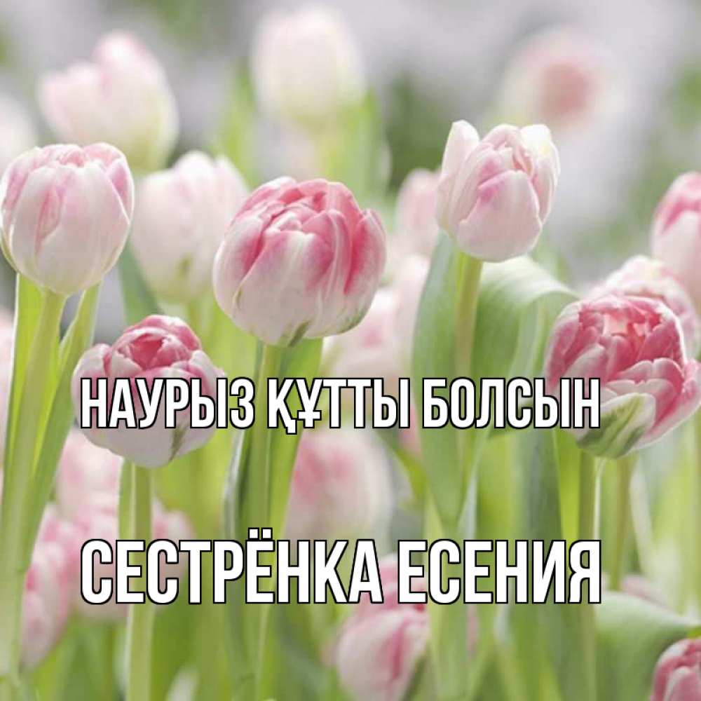 Открытка на каждый день с именем, Сестрёнка-Есения Наурыз құтты болсын цветы Прикольная открытка с пожеланием онлайн скачать бесплатно 