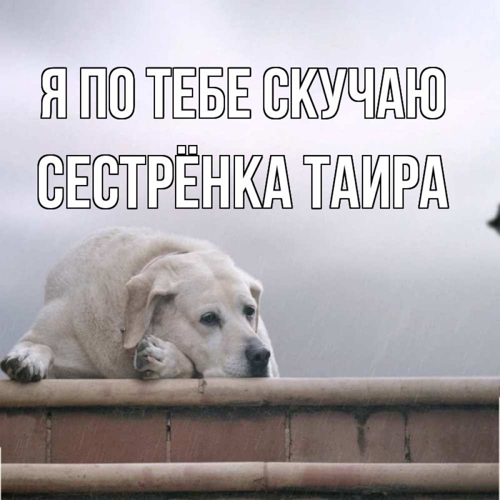 Открытка на каждый день с именем, Сестрёнка-Таира Я по тебе скучаю ждет Прикольная открытка с пожеланием онлайн скачать бесплатно 