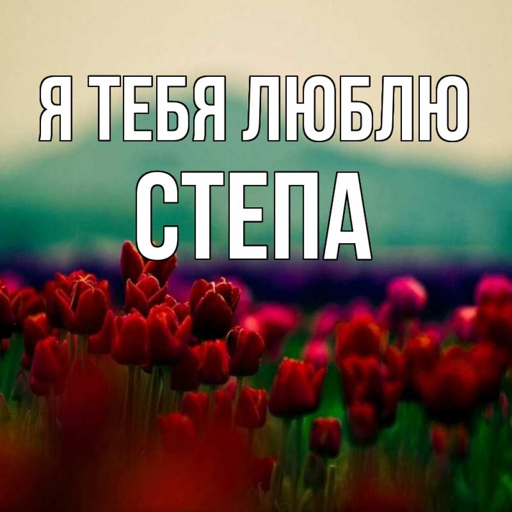 Открытка на каждый день с именем, Степа Я тебя люблю тюльпаны 4 Прикольная открытка с пожеланием онлайн скачать бесплатно 