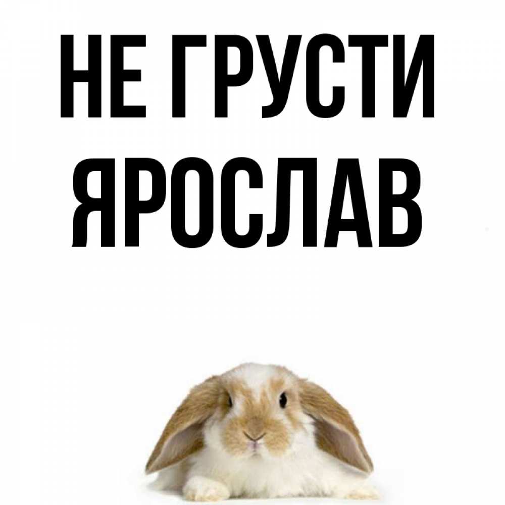 Открытка на каждый день с именем, Ярослав Не грусти коричнево белый заяц с большими ушками Прикольная открытка с пожеланием онлайн скачать бесплатно 