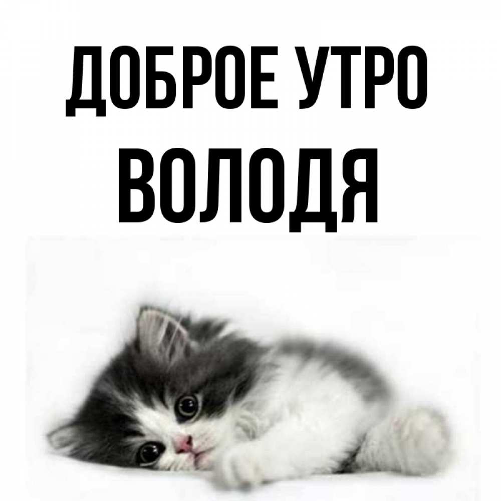 Открытка на каждый день с именем, Володя Доброе утро кот лапки Прикольная открытка с пожеланием онлайн скачать бесплатно 