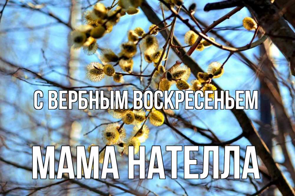 Открытка на каждый день с именем, Мама-Нателла С вербным воскресеньем верба Прикольная открытка с пожеланием онлайн скачать бесплатно 