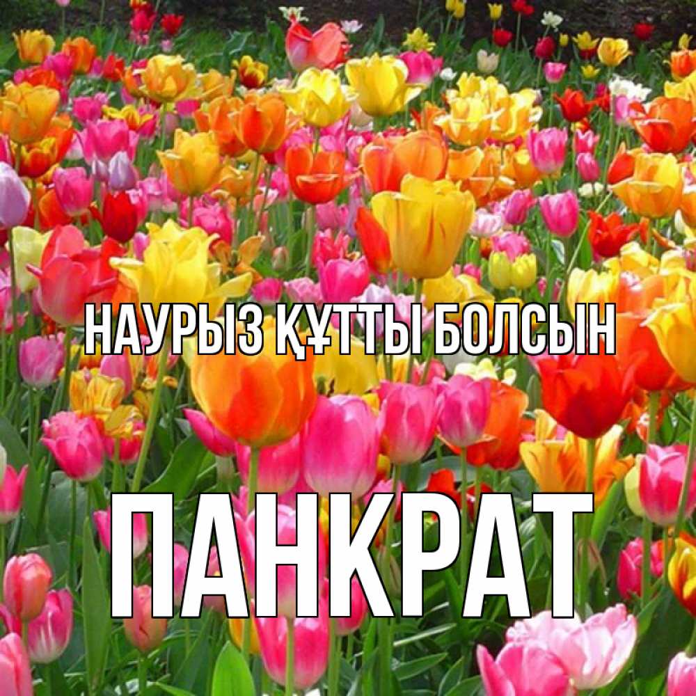 Открытка на каждый день с именем, Панкрат Наурыз құтты болсын на наурыз  ура ура Прикольная открытка с пожеланием онлайн скачать бесплатно 