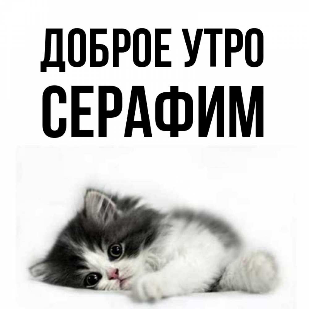 Открытка на каждый день с именем, Серафим Доброе утро кот лапки Прикольная открытка с пожеланием онлайн скачать бесплатно 