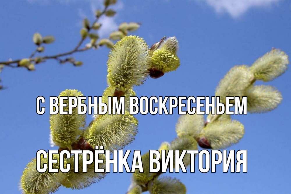 Открытка на каждый день с именем, Сестрёнка-Виктория С вербным воскресеньем верба Прикольная открытка с пожеланием онлайн скачать бесплатно 