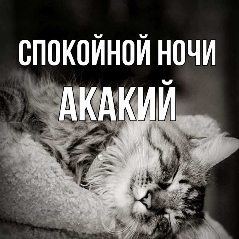 Открытка на каждый день с именем, Акакий Спокойной ночи котярик пушистый Прикольная открытка с пожеланием онлайн скачать бесплатно 