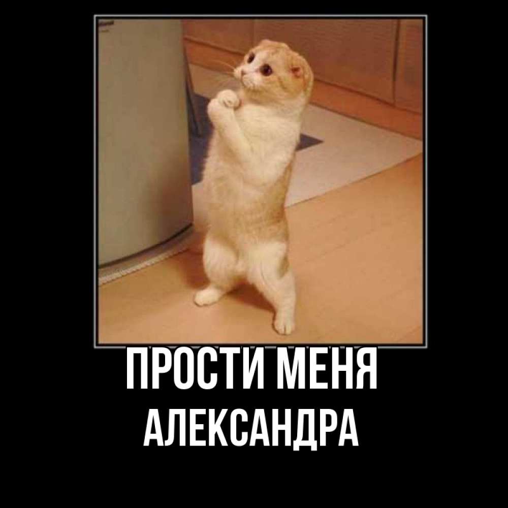 Открытка на каждый день с именем, Александра Прости меня открытка с милым несчастным котиком просящим прощения Прикольная открытка с пожеланием онлайн скачать бесплатно 
