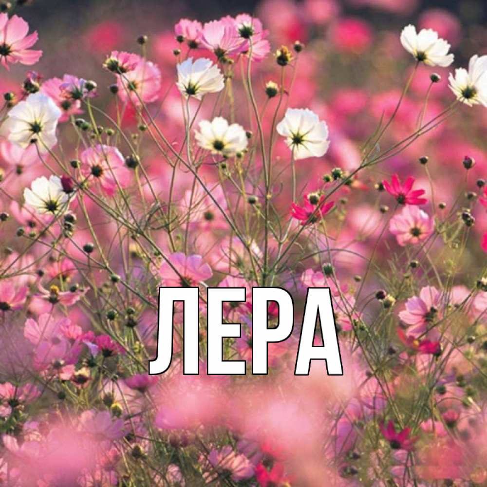 Открытка на каждый день с именем, Лера Главная красиво 1 Прикольная открытка с пожеланием онлайн скачать бесплатно 