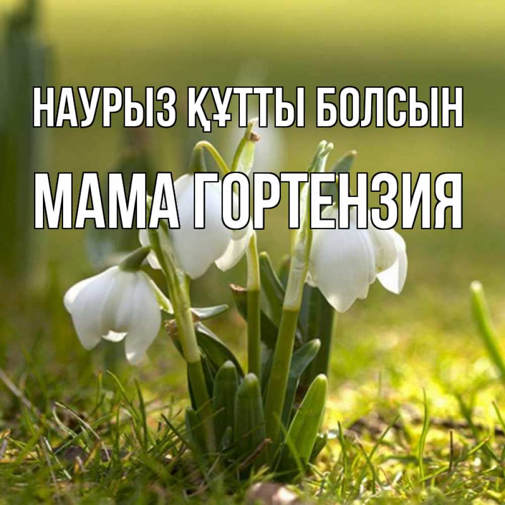 Открытка на каждый день с именем, Мама-Гортензия Наурыз құтты болсын ранние цветы 2 Прикольная открытка с пожеланием онлайн скачать бесплатно 