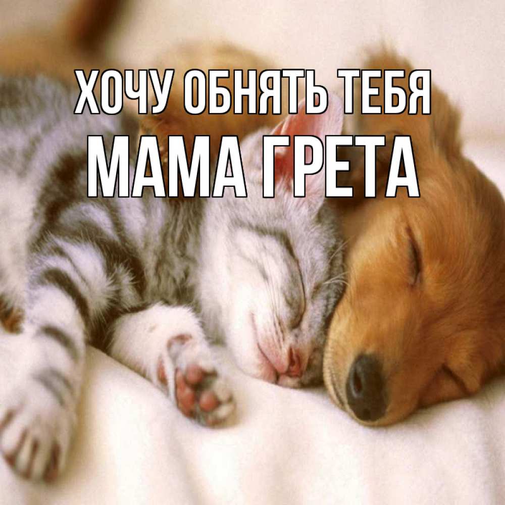 Открытка на каждый день с именем, Мама-Грета Хочу обнять тебя пес и котенок Прикольная открытка с пожеланием онлайн скачать бесплатно 