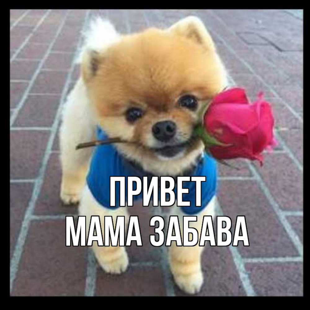 Открытка на каждый день с именем, Мама-Забава Привет роза в зубах у собаки Прикольная открытка с пожеланием онлайн скачать бесплатно 