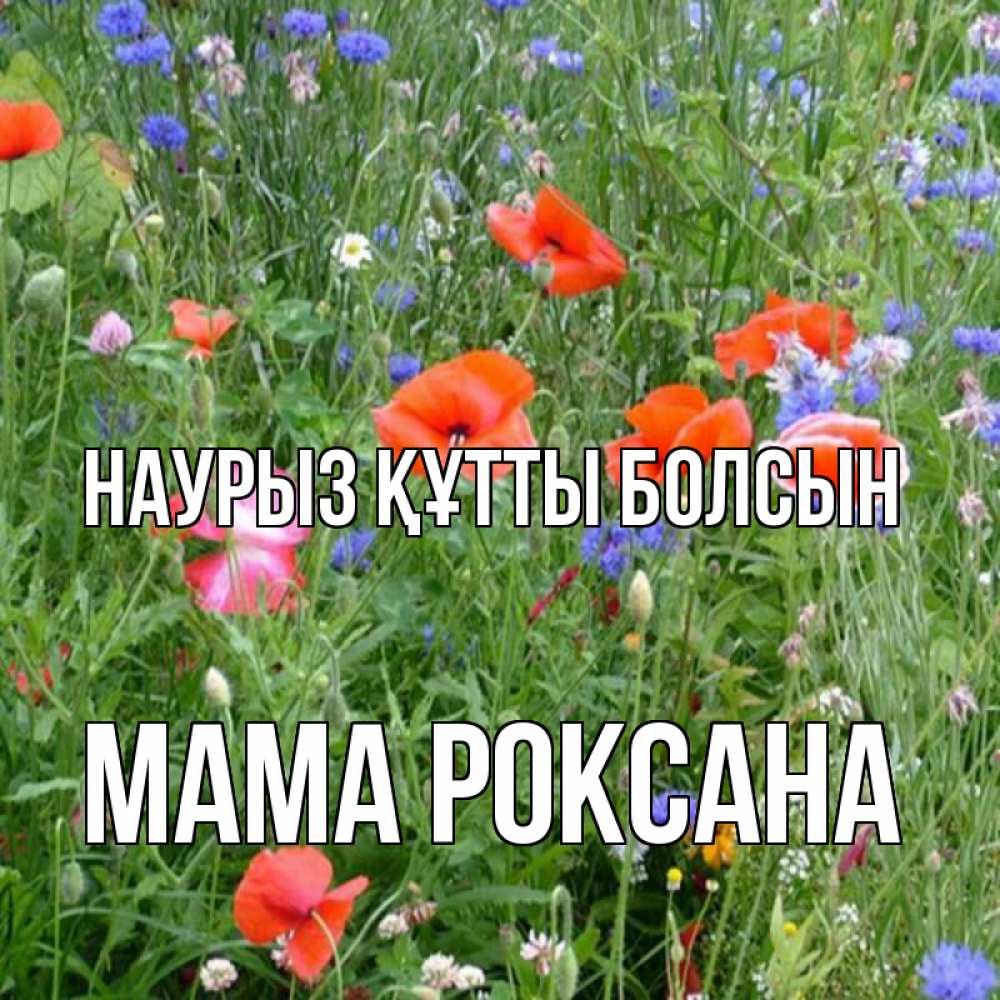 Открытка на каждый день с именем, Мама-Роксана Наурыз құтты болсын наурыз  4 Прикольная открытка с пожеланием онлайн скачать бесплатно 