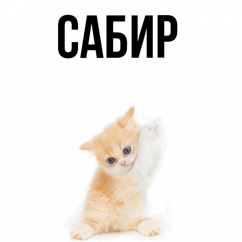 Открытка на каждый день с именем, Сабир Главная просящий кот Прикольная открытка с пожеланием онлайн скачать бесплатно 