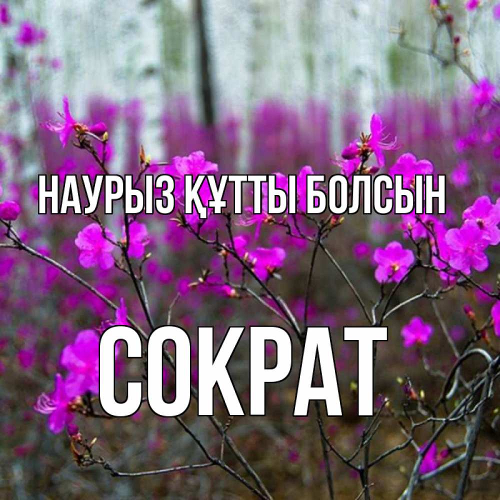 Открытка на каждый день с именем, Сократ Наурыз құтты болсын дикие цветы Прикольная открытка с пожеланием онлайн скачать бесплатно 