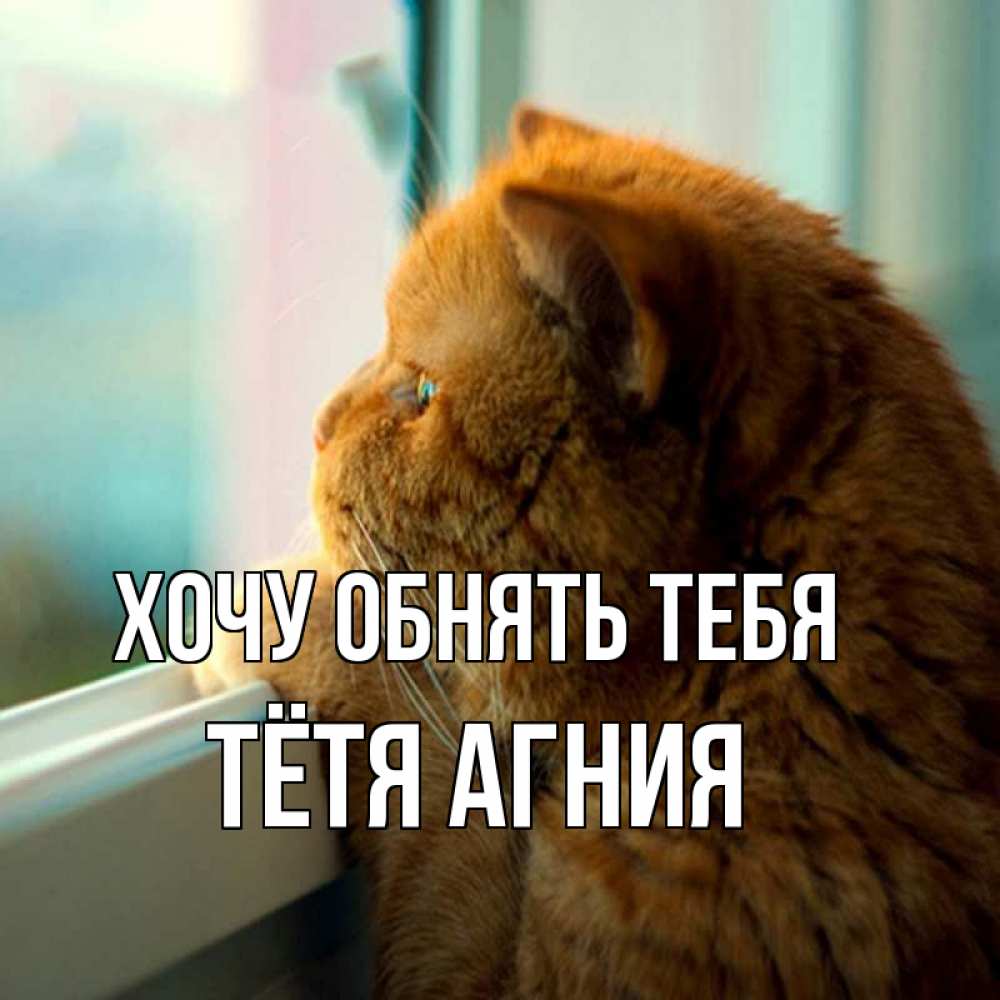 Открытка на каждый день с именем, Тётя-Агния Хочу обнять тебя большой огромный рыжий котяра Прикольная открытка с пожеланием онлайн скачать бесплатно 