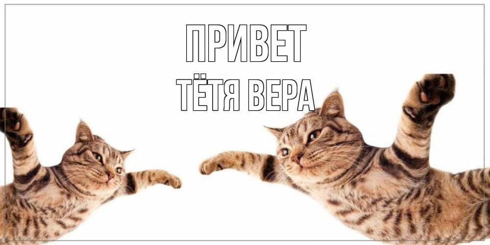 Открытка на каждый день с именем, Тётя-Вера Привет кот Прикольная открытка с пожеланием онлайн скачать бесплатно 