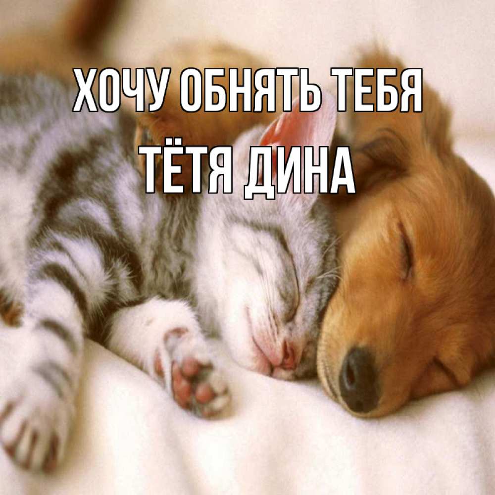 Открытка на каждый день с именем, Тётя-Дина Хочу обнять тебя пес и котенок Прикольная открытка с пожеланием онлайн скачать бесплатно 