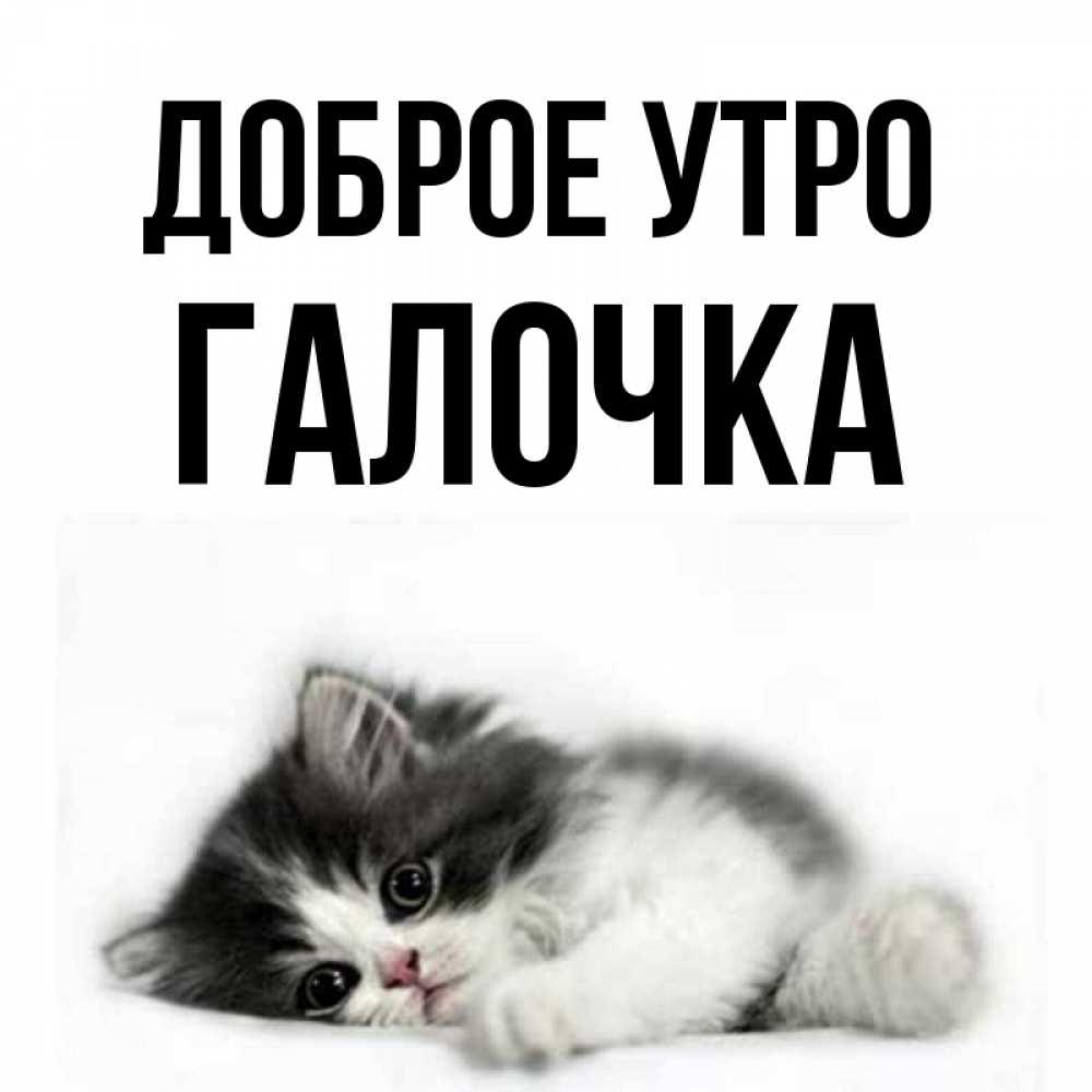 Доброе утро галочка картинки красивые