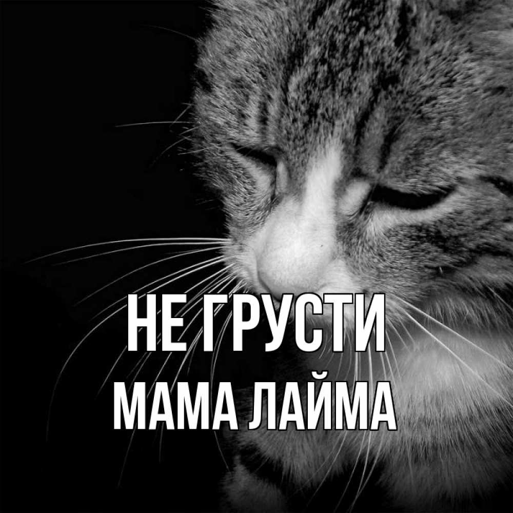 Открытка на каждый день с именем, Мама-Лайма Не грусти грустный котик Прикольная открытка с пожеланием онлайн скачать бесплатно 