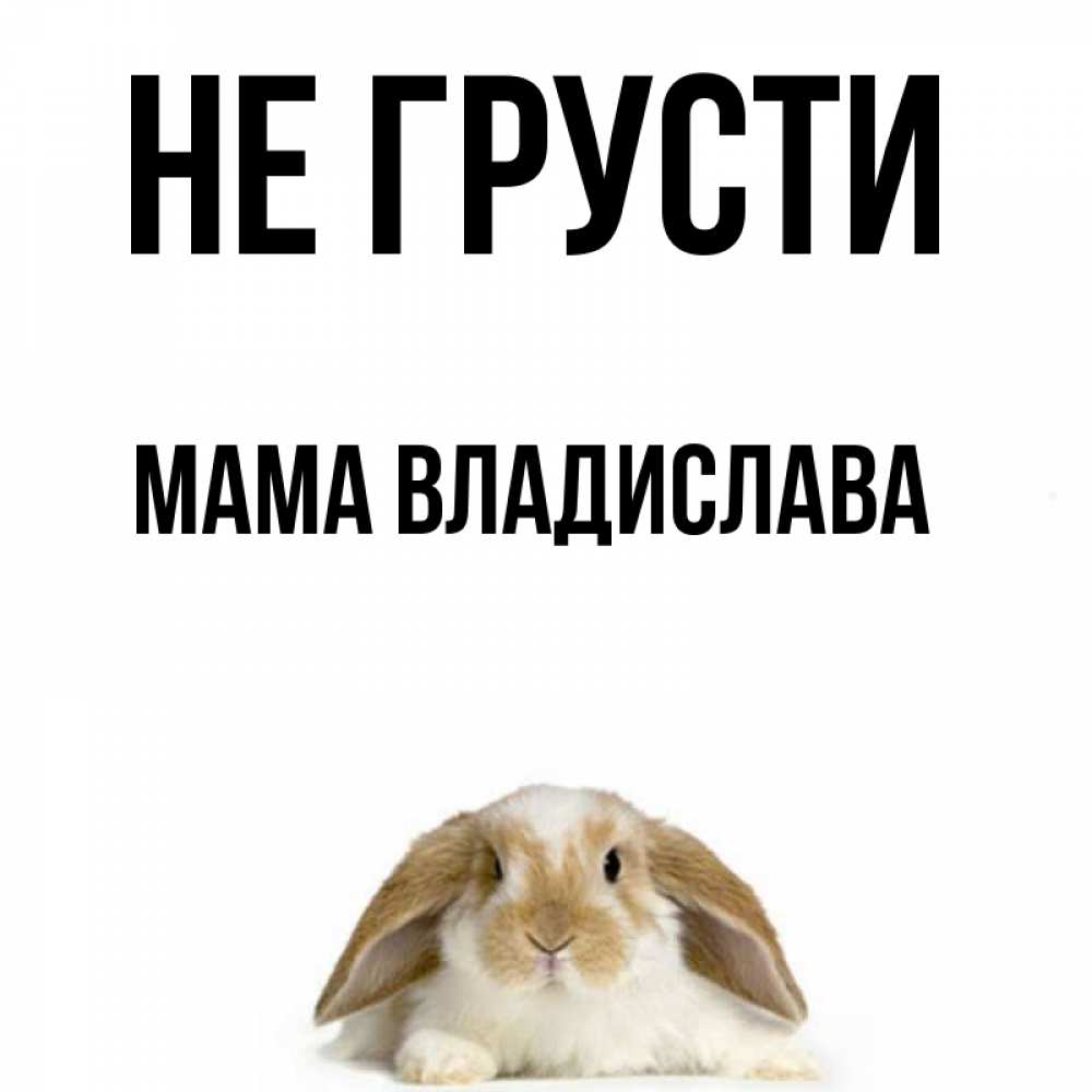 Открытка на каждый день с именем, Мама-Владислава Не грусти коричнево белый заяц с большими ушками Прикольная открытка с пожеланием онлайн скачать бесплатно 