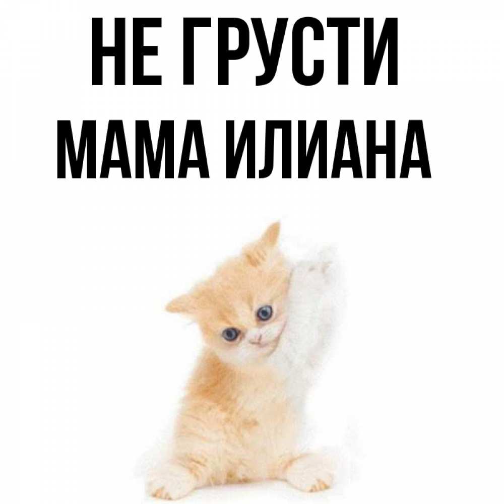 Открытка на каждый день с именем, Мама-Илиана Не грусти просящий кот Прикольная открытка с пожеланием онлайн скачать бесплатно 