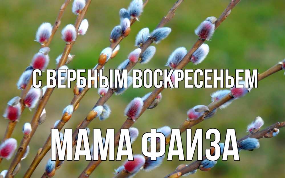 Открытка на каждый день с именем, Мама-Фаиза С вербным воскресеньем верба Прикольная открытка с пожеланием онлайн скачать бесплатно 