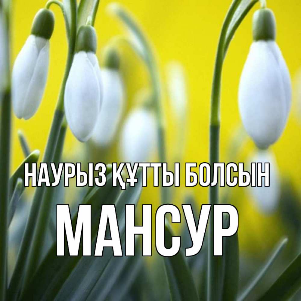 Открытка на каждый день с именем, Мансур Наурыз құтты болсын весенние цветы Прикольная открытка с пожеланием онлайн скачать бесплатно 
