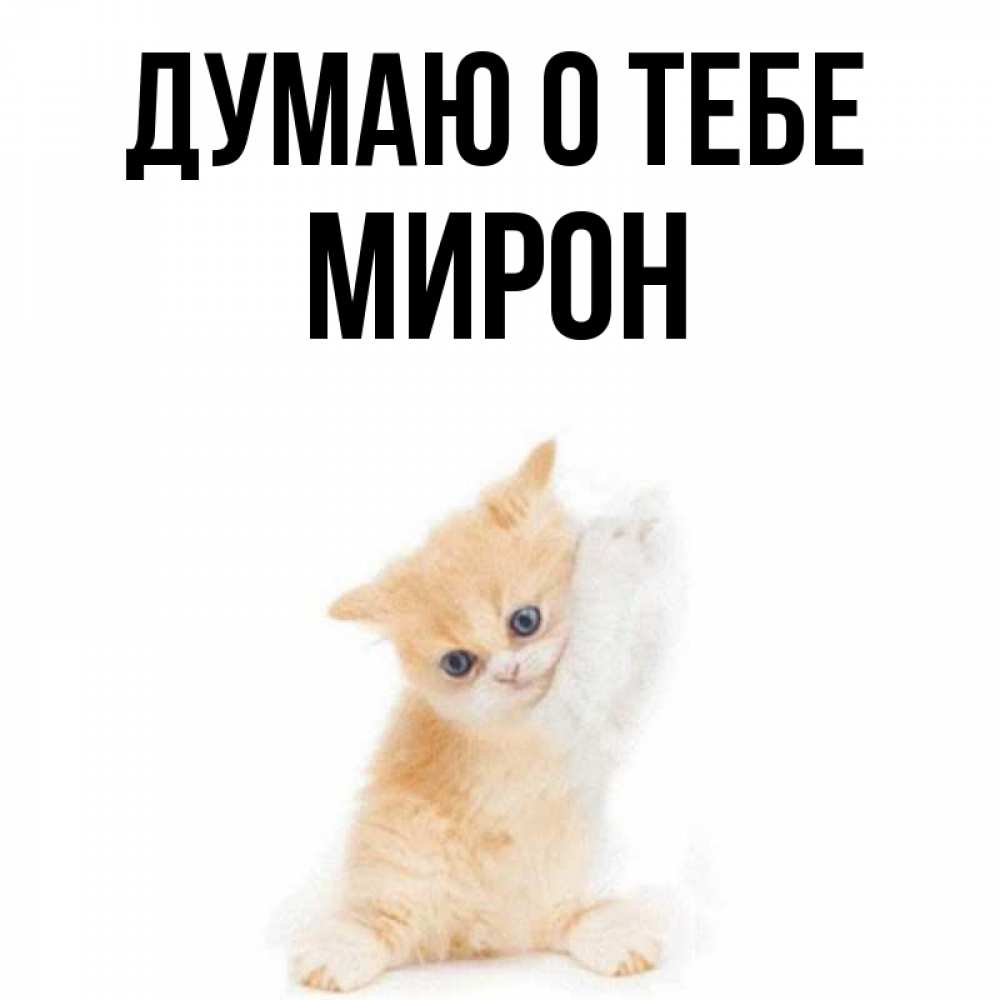 Открытка на каждый день с именем, Мирон Думаю о тебе зверушки и милота Прикольная открытка с пожеланием онлайн скачать бесплатно 